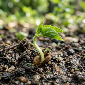 Premium Seeds Supply