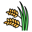 Premium Wheat Selection