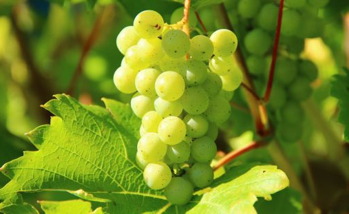 Grapes