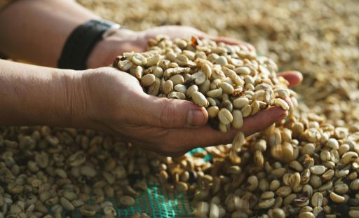 Advanced Seed Processing