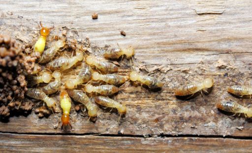 Termite Free