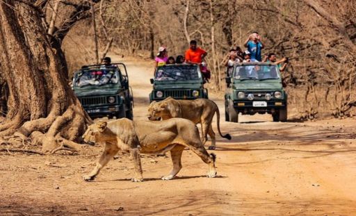 Easy Safari & Travel Support