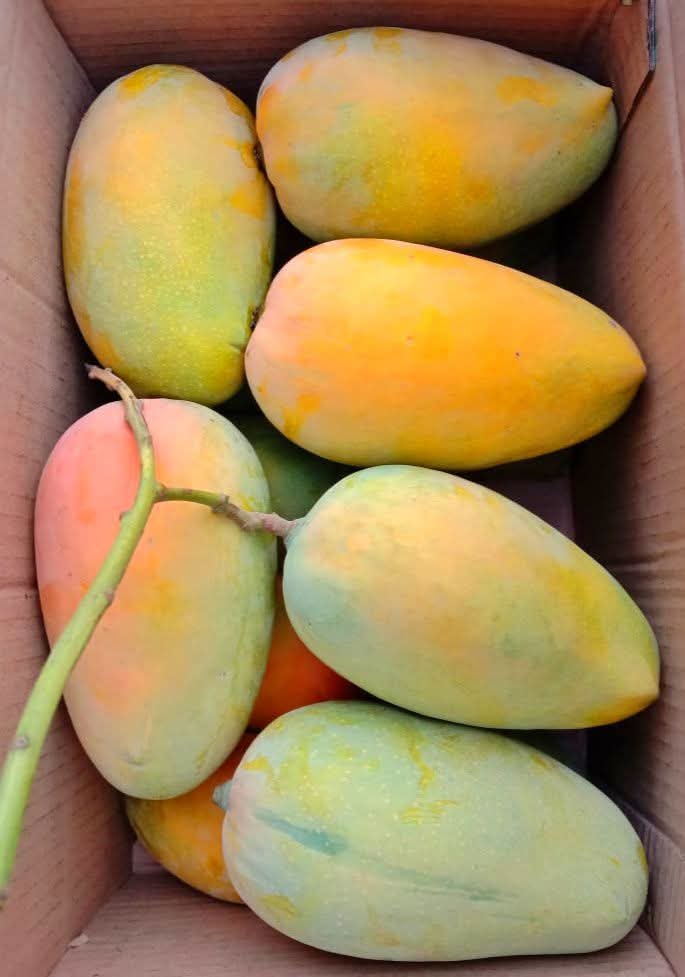 Semi-Ripe Gir Kesar