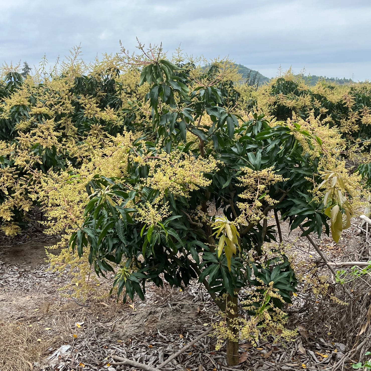 Our Orchard in Bloom