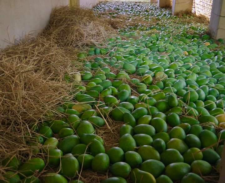 Bulk Raw Mango Harvest