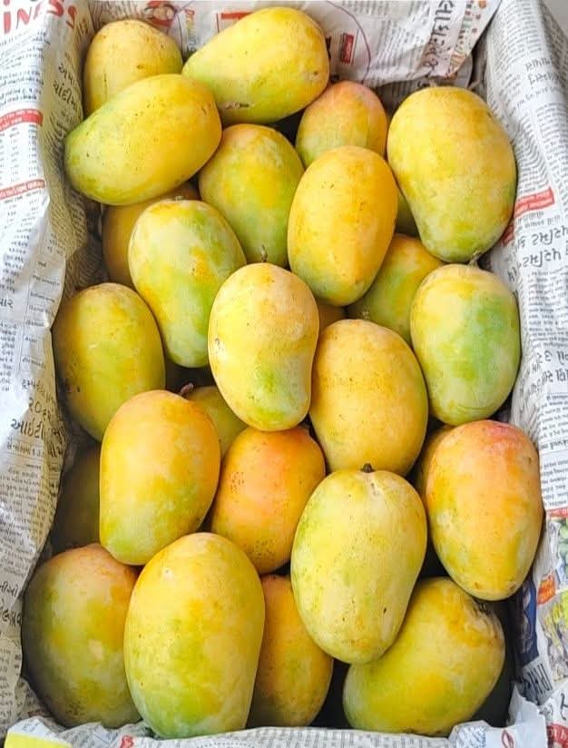 Sweet Golden Kesar