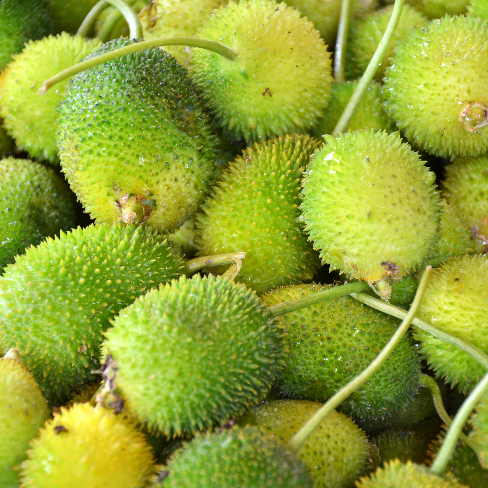 Teasel Gourd