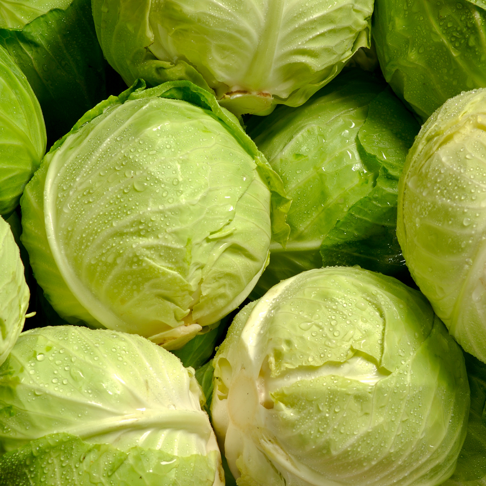 Fresh Cabbage