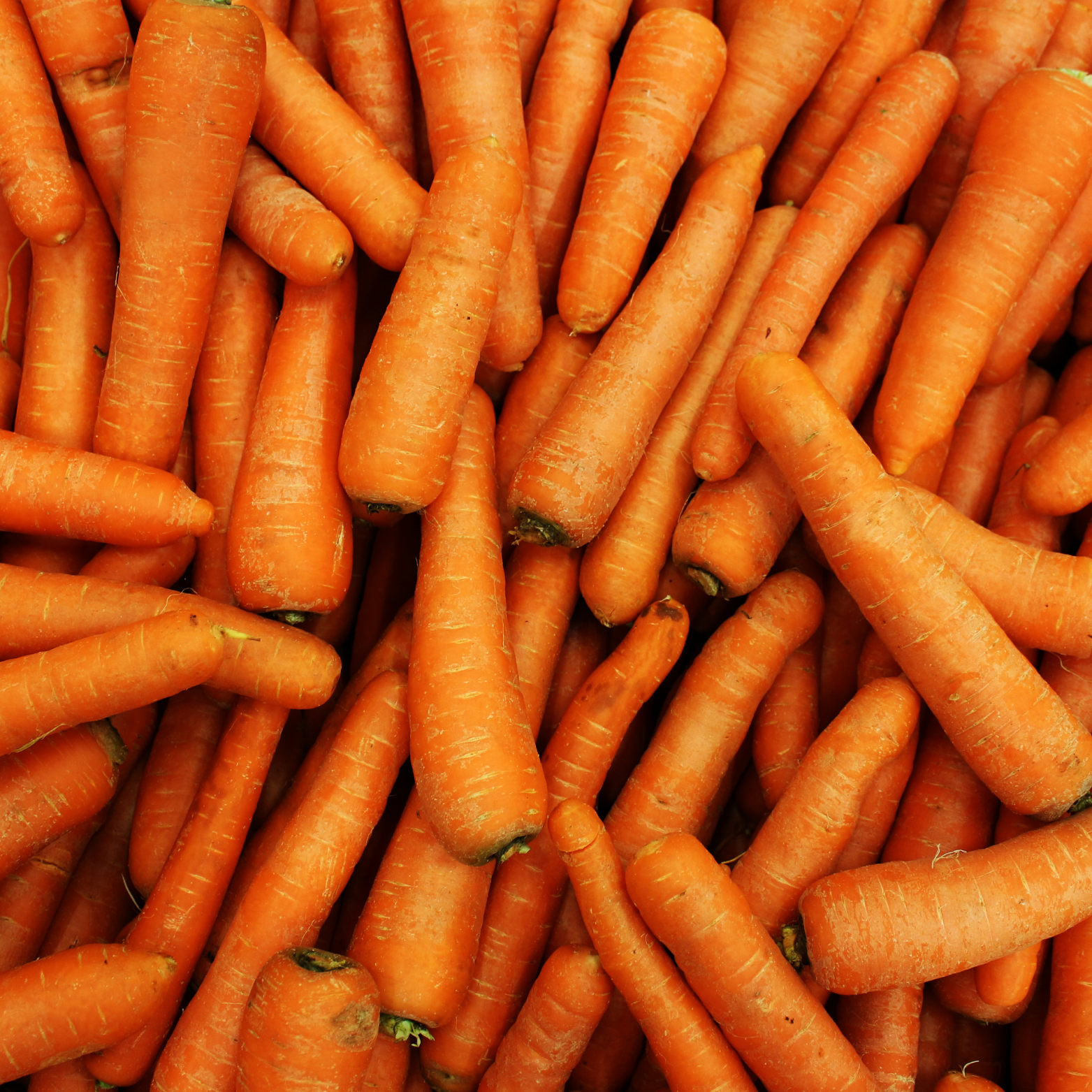 Fresh Carrots