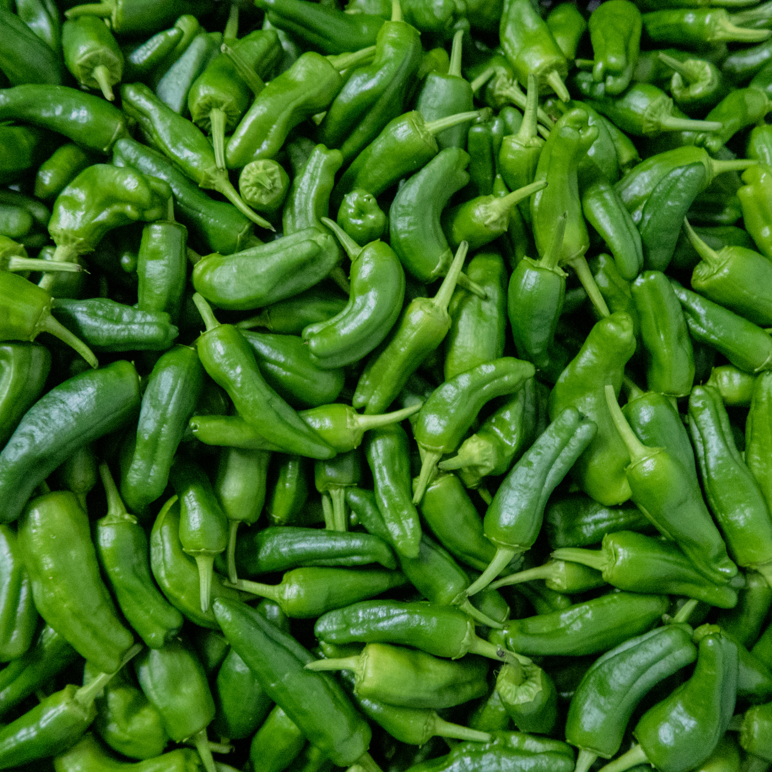 Achari Mirch