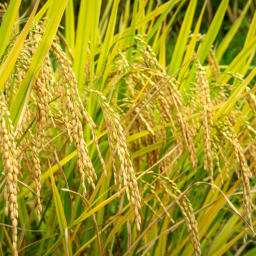 Paddy / Rice in Husk