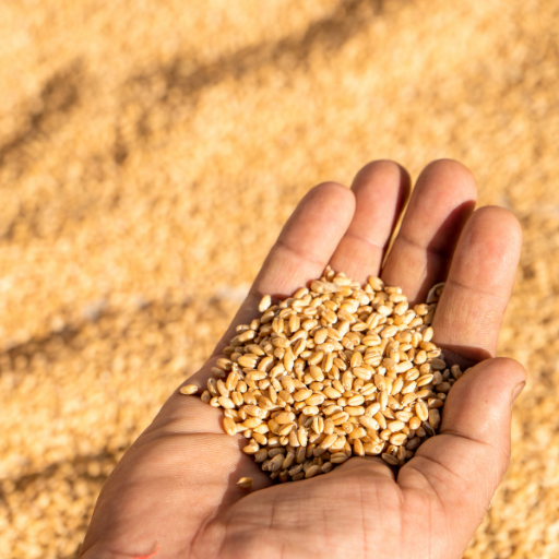 Wheat • Sharbati Wheat • Lokwan Wheat