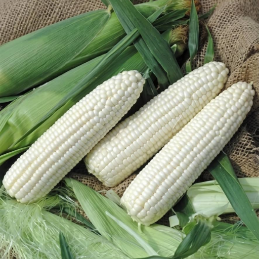 White Maize • Barley • Oats